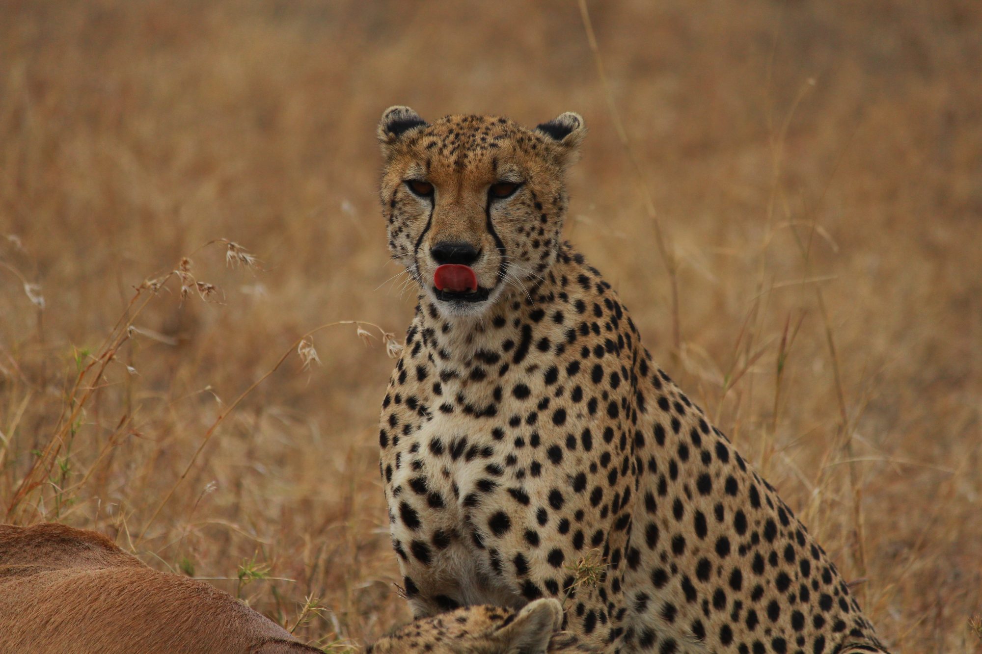 Ruaha National Park
