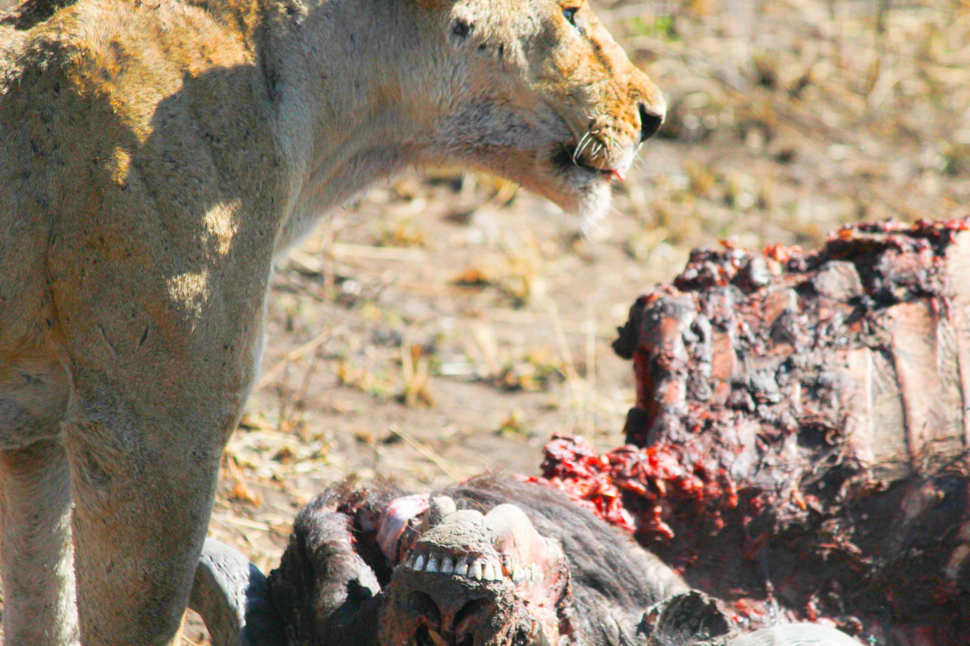 7-Day Serengeti Safari