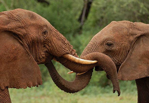 Tarangire National Park