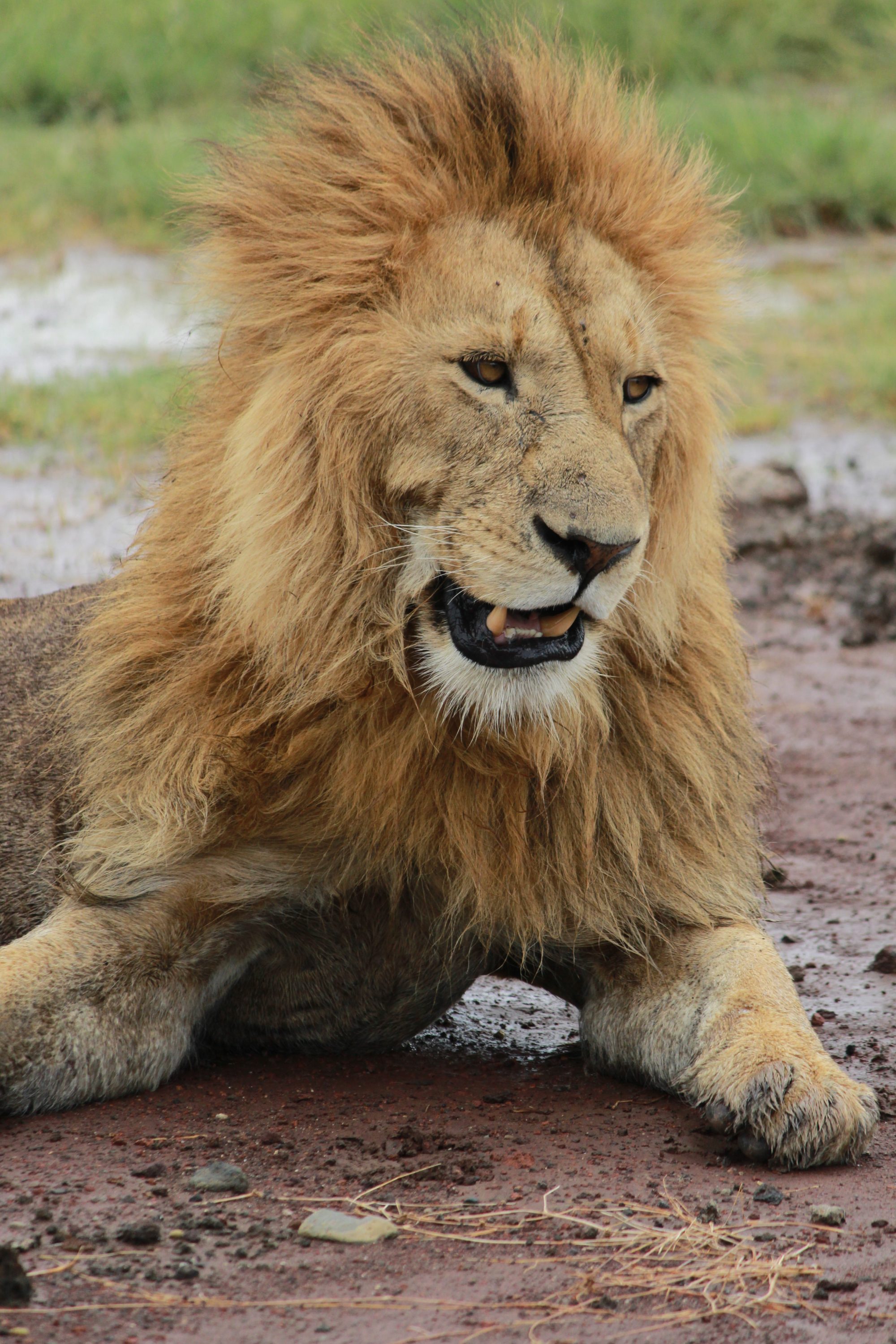 Nyerere National Park